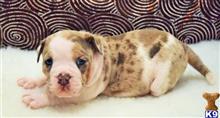 french bulldog puppy posted by Jessica reynolds